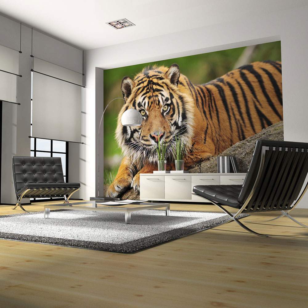 Fototapeet – Sumatran tiger