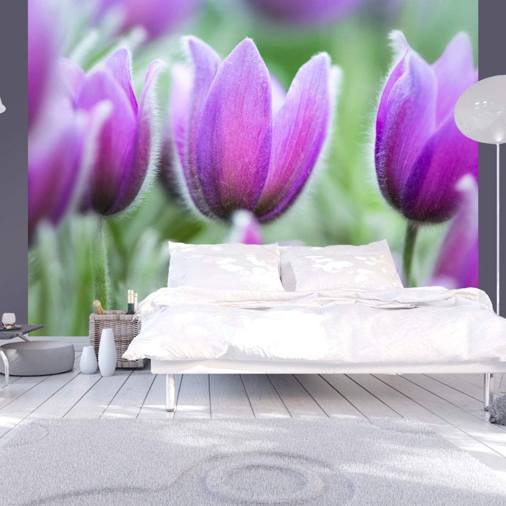 Fototapeet – Purple spring tulips