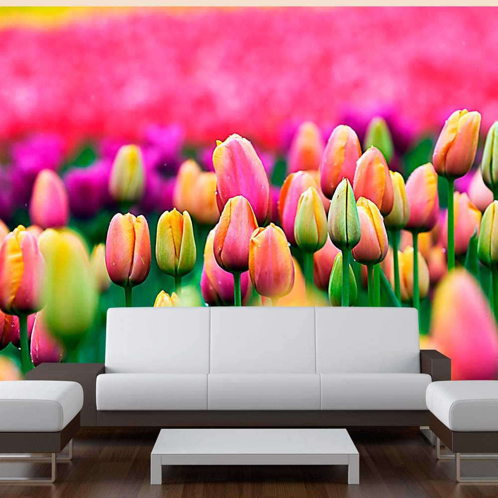 Fototapeet – Field of tulips